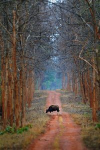 © Mihir Mahajan