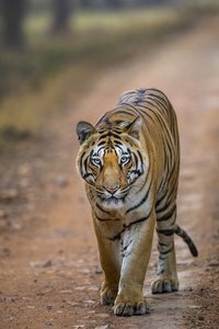 © Mihir Mahajan