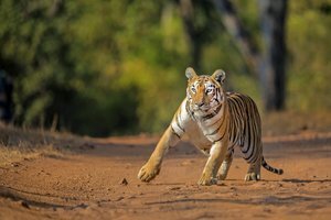 © Mihir Mahajan