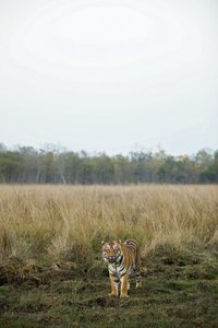 © Mihir Mahajan