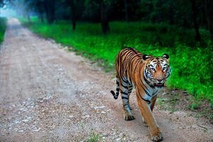 © Mihir Mahajan