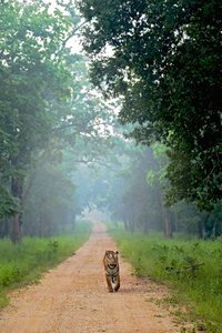 © Mihir Mahajan