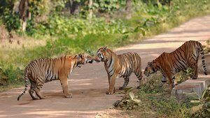 © Mihir Mahajan
