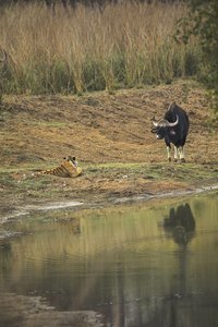 © Mihir Mahajan