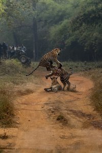 © Mihir Mahajan