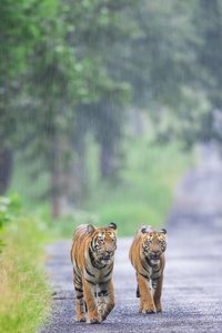 © Mihir Mahajan