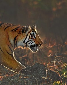 © Mihir Mahajan