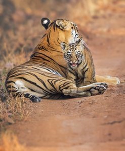© Mihir Mahajan