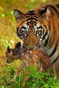 © Mihir Mahajan
