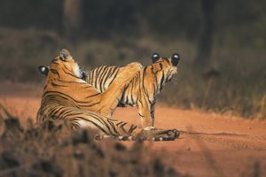 © Mihir Mahajan