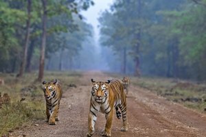 © Mihir Mahajan